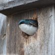 Découverte intéressante de coquilles vides d’escargots aquatiques dans un nichoir occupé par des Hirondelles bicolores au Canada