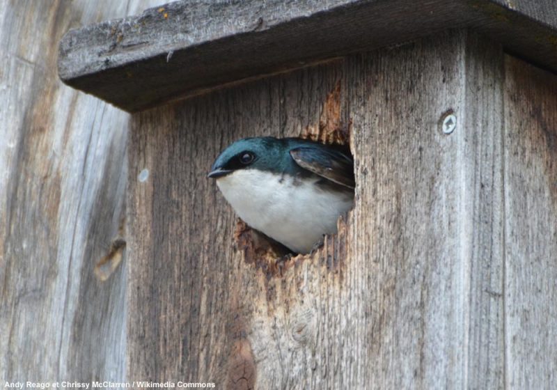 Découverte intéressante de coquilles vides d’escargots aquatiques dans un nichoir occupé par des Hirondelles bicolores au Canada