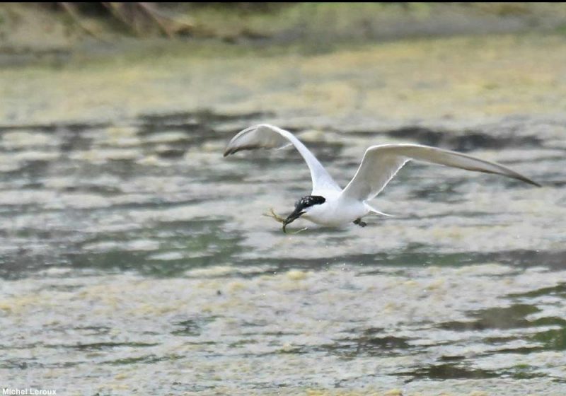 Sterne hansel dans la Manche