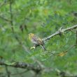 Serin cini dans mon jardin