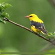 Diffusion du documentaire « Langue des oiseaux » et rencontre avec son réalisateur Érik Bullot