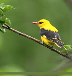 Diffusion du documentaire « Langue des oiseaux » et rencontre avec son réalisateur Érik Bullot