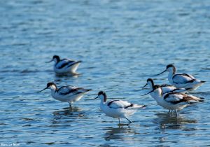 Avocettes élégantes