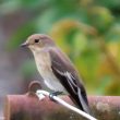 Gobemouche noir sur le sèche-linge !