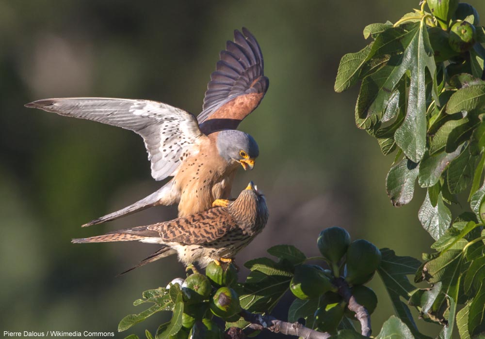 Copulation de Faucons crécerellettes (Falco naumanni)