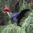 Proposition de reconnaissance d’une nouvelle espèce d’oiseau, le Touraco à huppe cramoisie