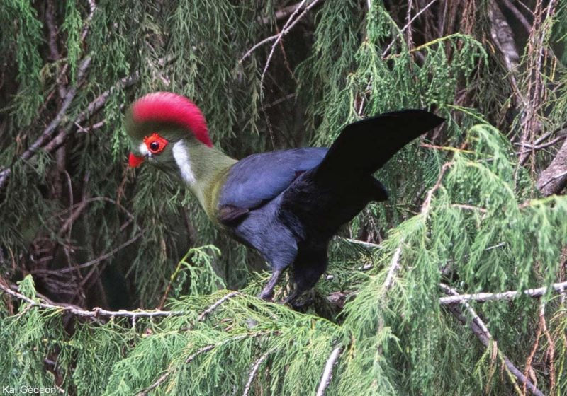 Proposition de reconnaissance d’une nouvelle espèce d’oiseau, le Touraco à huppe cramoisie