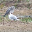 Un second cas d’hybridation entre une Aigrette garzette et un Héron cendré dans le parc du Marquenterre (Somme) en juillet 2022