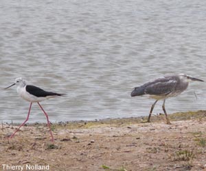 Jeune hybride issu d'un croisement entre l'Aigrette garzette (Egretta garzetta) et le Héron cendré (Ardea cinerea) 