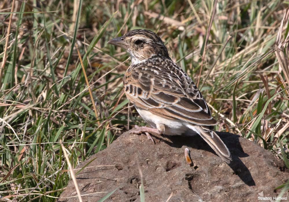 Alouette mélodieuse (Mirafra cheniana)