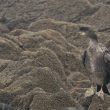 Cormoran huppé en plumage internuptial en Bretagne