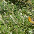 Oriole de Baltimore en Irlande