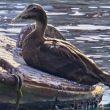 Eider à duvet à Saint-Jean-de-Luz