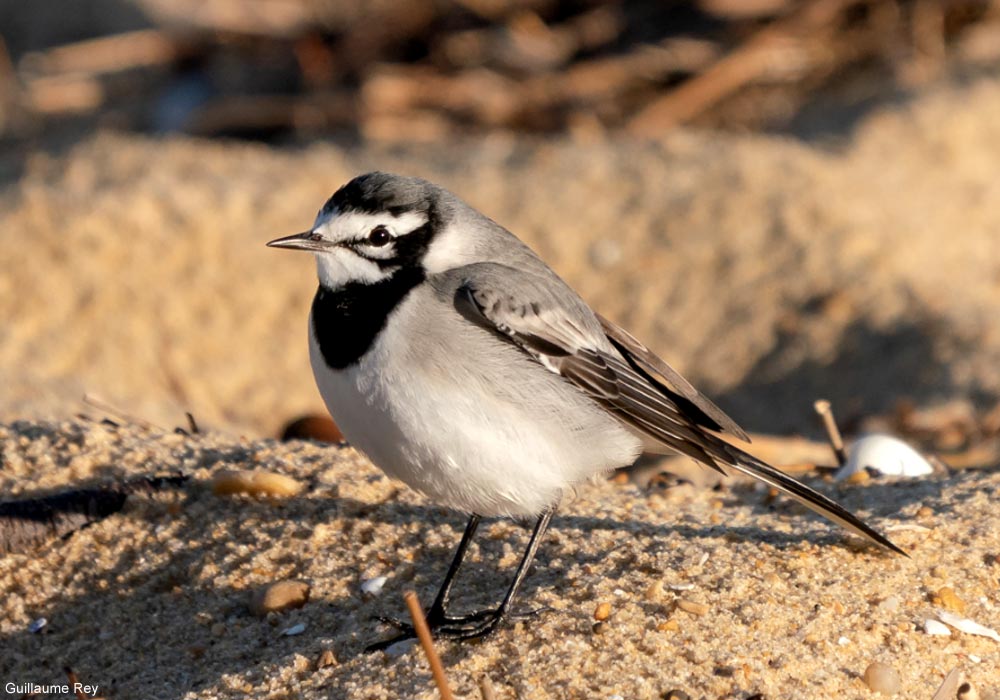 Bergeronnette du Maroc (Motacilla alba subpersonata)