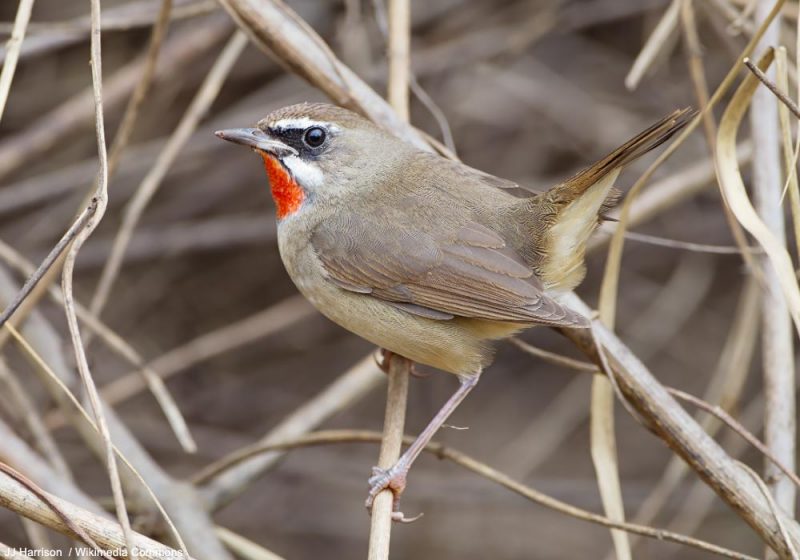 Le Pouillot brun, la Calliope sibérienne et les Grives mauvis et litorne ont atteint l’océan Arctique