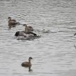 Réaction énigmatique d’un groupe de Grèbes castagneux à l’égard d’un canard malade dans le parc du Marquenterre (Somme)