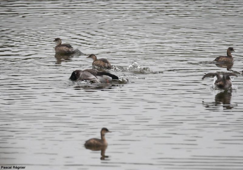 Réaction énigmatique d’un groupe de Grèbes castagneux à l’égard d’un canard malade dans le parc du Marquenterre (Somme)