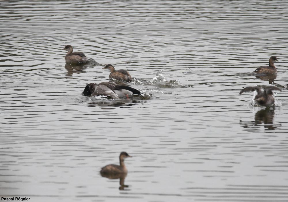 Canard colvert et Grèbes castagneux