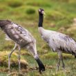 Les nids artificiels semblent efficaces pour la conservation des Grues à cou noir du lac Qinghai (Chine)