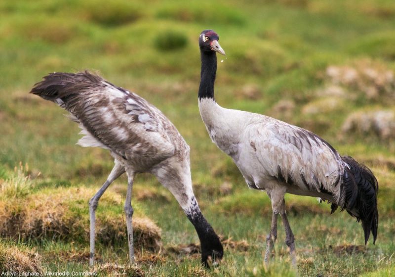 Les nids artificiels semblent efficaces pour la conservation des Grues à cou noir du lac Qinghai (Chine)