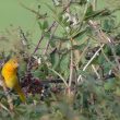 Oriole de Baltimore en Irlande