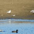 Sterne arctique en Champagne