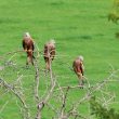 Milans royaux dans la Nièvre