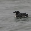 Pingouin torda devant Ajaccio