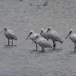 Spatules blanches au Teich