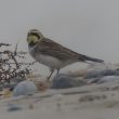 Alouette haussecol en baie de Somme