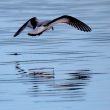 Mouette pygmée