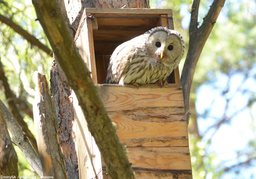 Chouette de l’Oural (Strix uralensis)