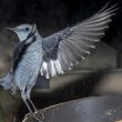 Le comportement hivernal atypique d’un Monticole bleu dans une cour d’immeuble dans l’Hérault (France)