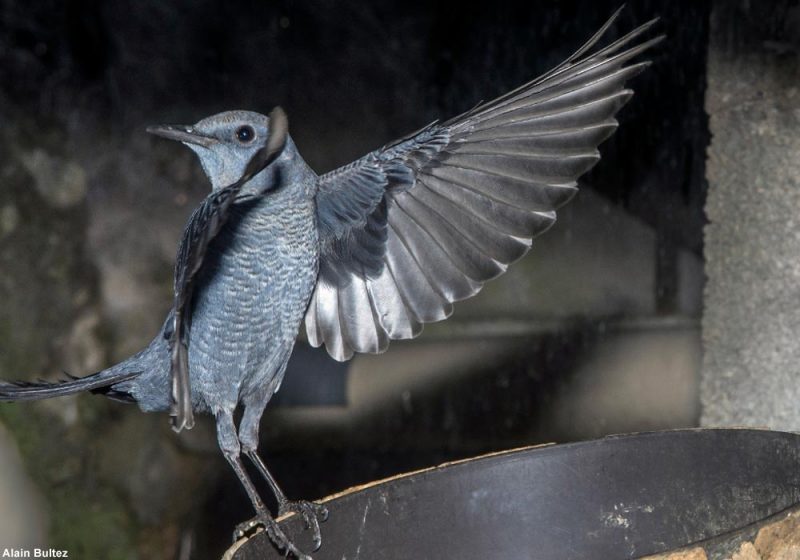 Le comportement hivernal atypique d’un Monticole bleu dans une cour d’immeuble dans l’Hérault (France)