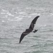 Un passage exceptionnel d’Océanites culblanc le long des côtes atlantiques françaises en novembre 2022