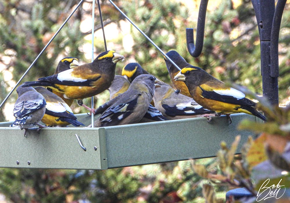 Gros-becs errants (Hesperiphona vespertina)