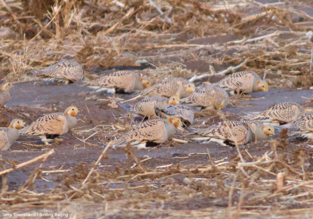 Syrrhaptes paradoxaux (Syrrhaptes paradoxus)