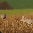 Observation d’une Grue du Canada parmi les Grues cendrées dans la Marne (France) en novembre 2022