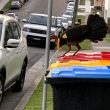 Le Talégalle de Latham, un oiseau forestier australien de plus en plus urbain