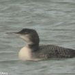 Plongeon imbrin dans la réserve ornithologique de la Grande Noé