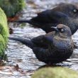 Quiscales rouilleux se baignant dans un ruisseau