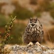 14ème édition des Rencontres naturalistes d’Île-de-France