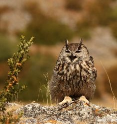 14ème édition des Rencontres naturalistes d’Île-de-France