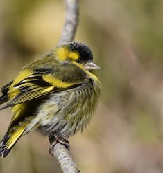 Dixième édition des Rencontres d’Ornithologie Bretonne