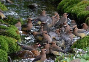 Jaseurs d'Amérique (Bombycilla cedrorum)