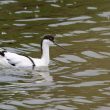 Avocette élégante au Teich