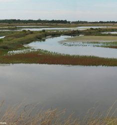 Sortie ornithologique guidée dans la réserve naturelle nationale de Lilleau des Niges