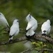 La population d’Étourneaux de Rothschild dépasserait désormais les 450 oiseaux en liberté