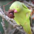 La Perruche à collier est l’une des seules espèces d’oiseaux à manger les fruits des Marronniers d’Inde