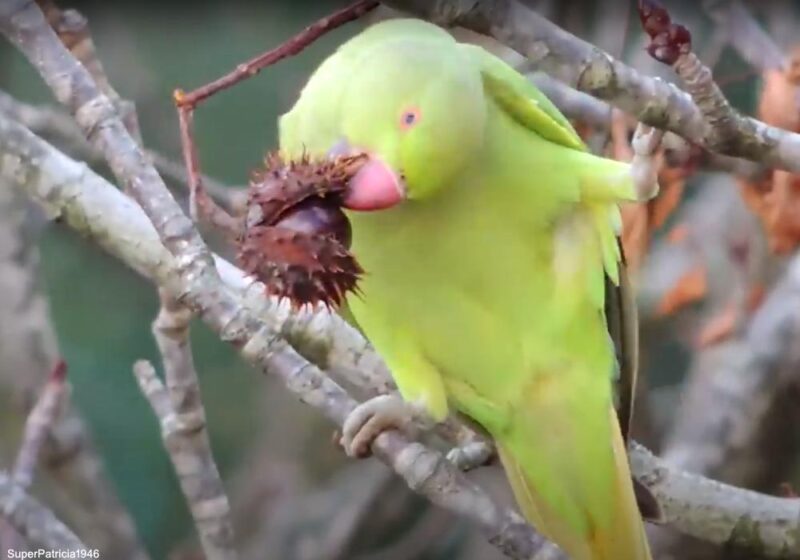 La Perruche à collier est l’une des seules espèces d’oiseaux à manger les fruits des Marronniers d’Inde